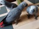 perroquets jako m&acirc;les et femelles ludiques &agrave; vendre