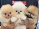 chiots pom&eacute;raniens num&eacute;ro whatsapp ( +33 7 58 38 07 66 )