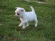 A donn&eacute; chiot chihuahua beige/blanc femelle