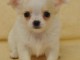 A donn&eacute; chiot chihuahua beige/blanc femelle