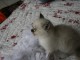 Aimables chatons sacr&eacute; de Birmanie &agrave; donner