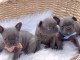 Chiots bouledogues fran&ccedil;ais disponibles
