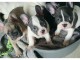 Magnifique chiots bouledogue fran&ccedil;ais
