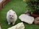 Belle chiot de Spitz Nain blanc &agrave; donner Pour Noel
