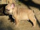 Dons chiot bouledogue fran&ccedil;ais m&acirc;le fauve