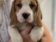 Spendides Beagle &agrave; adopter.