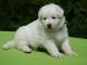 Magnifiques bergers blancs Suisse &agrave; donner gratuitement.