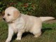  &Agrave; donner Chiot femelle golden Retriever non lof