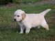   &Agrave; donner Chiot femelle golden Retriever non lof