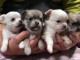 Port&eacute;e Chiots Chihuahua