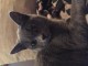 Chaton femelle  &agrave; donner 