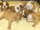 Port&eacute;e Chiots Bulldog Anglais m&acirc;le et femelles