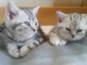 Superbes b&eacute;b&eacute;s British Shorthair