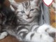 Deux chatons British shorthair tigr&eacute;s