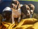 Chiot croise &eacute;pagneul cocker springer