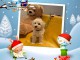 Adorables bb Caniche disponible pour  No&euml;l !!!!