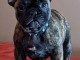 B&eacute;b&eacute;s Bouledogue Fran&ccedil;ais pour adaption 