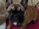 Adoption Bouledogue Fran&ccedil;ais