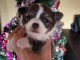 Chiots Chihuahua No&euml;l 🎅🏻