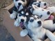 magnifiques Chiots Husky Sib&eacute;rien LOF 1 m&acirc;le et 2femelles