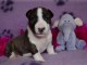 Chiot Bull Terrier lof a donner pour NOEL
