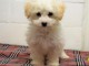 Adorable  chiot bichon frise