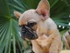 Chiot bouledogue fran&ccedil;ais rouge fauve