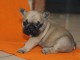 Chiot bouledogue fran&ccedil;ais rouge fauve