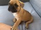 Chiot bouledogue fran&ccedil;ais rouge fauve