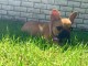 Chiot bouledogue fran&ccedil;ais rouge fauve