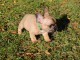 Chiot bouledogue fran&ccedil;ais rouge fauve