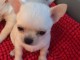 Chiot chihuahua femelle &agrave; c&eacute;der