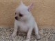 Chiot chihuahua femelle &agrave; c&eacute;der