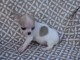 Chiot chihuahua femelle &agrave; c&eacute;der