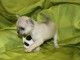 Chiot chihuahua femelle &agrave; c&eacute;der