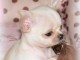 Chiot chihuahua femelle &agrave; c&eacute;der