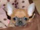 Chiot chihuahua femelle &agrave; c&eacute;der