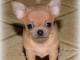 Chiot chihuahua femelle &agrave; c&eacute;der
