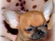 Chiot chihuahua femelle &agrave; c&eacute;der