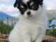 Chiot chihuahua femelle &agrave; c&eacute;der