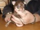 Chiot chihuahua femelle &agrave; c&eacute;der