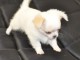 Chiot chihuahua femelle &agrave; c&eacute;der