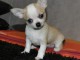 Chiot chihuahua femelle &agrave; c&eacute;der