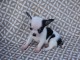 Chiot chihuahua femelle &agrave; c&eacute;der