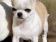 Chiot chihuahua femelle &agrave; c&eacute;der