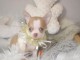 Chiot chihuahua femelle &agrave; c&eacute;der