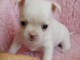 Chiot chihuahua femelle &agrave; c&eacute;der