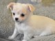 Chiot chihuahua femelle &agrave; c&eacute;der
