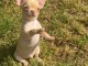Chiot chihuahua femelle &agrave; c&eacute;der