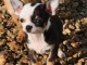Chiot chihuahua femelle &agrave; c&eacute;der